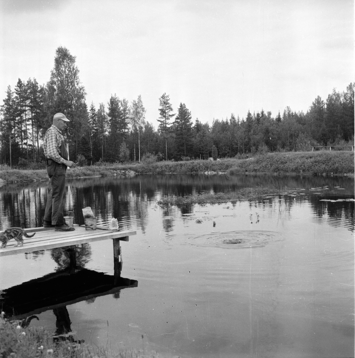 Järvsö-Nor. Öringsodling i Nor.
Olof Olsson.  8/8-1960