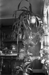 Potteplanter. Seks bilder. På noen av bildene en uidentifise