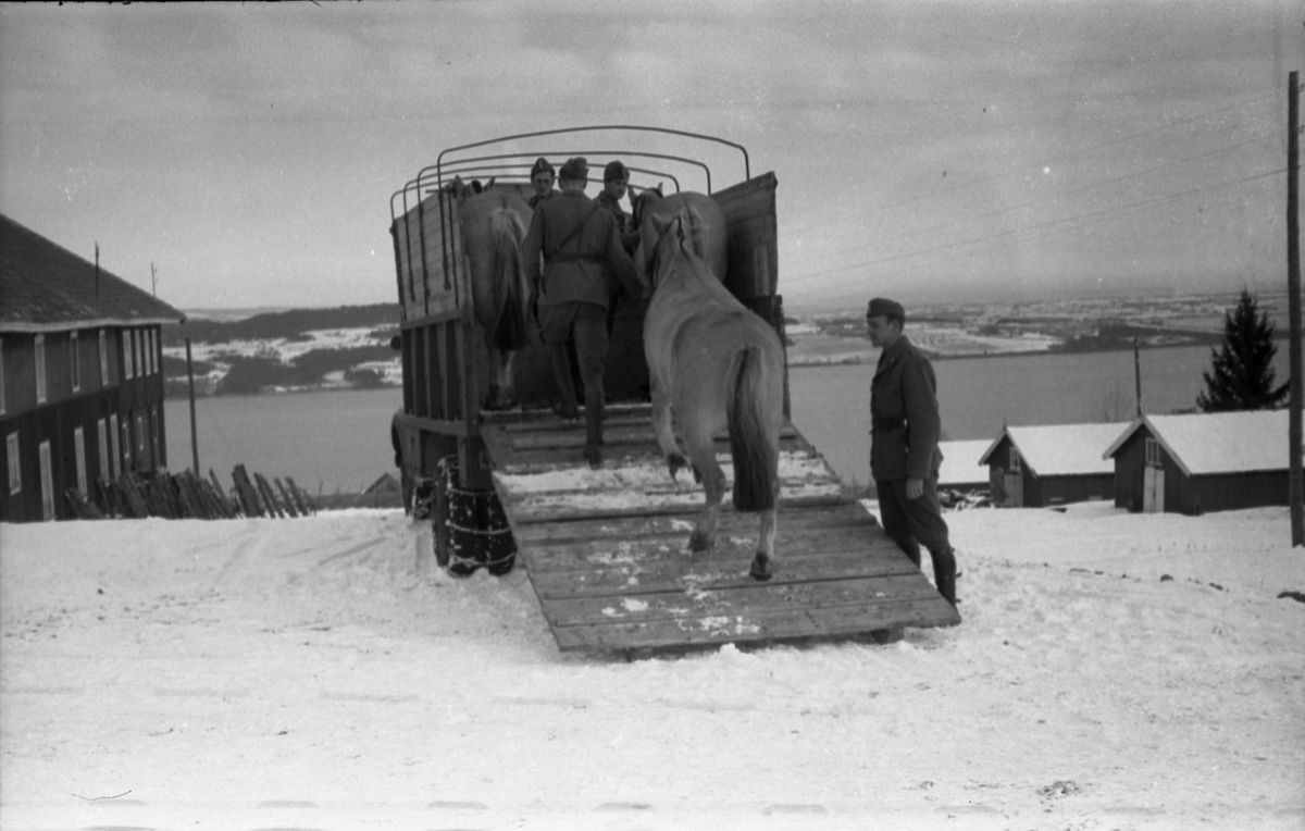 Hestetransport med lastebil ved Hærens Hesteskole på Starum oktober 1948. Serie på 18 bilder.