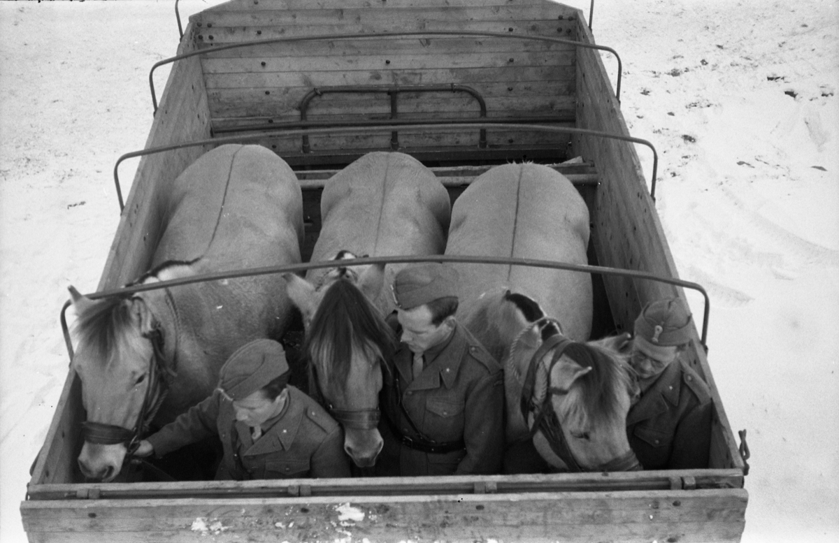 Hestetransport med lastebil ved Hærens Hesteskole på Starum oktober 1948. Serie på 18 bilder.