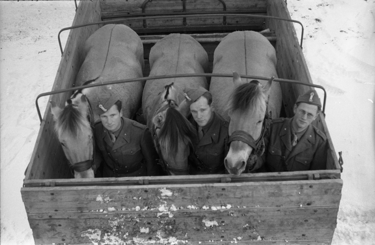 Hestetransport med lastebil ved Hærens Hesteskole på Starum oktober 1948. Serie på 18 bilder.