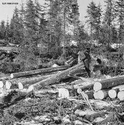 Tømmerkjøreren Karinus Loftet (1907-1985) fra Sørskogbygda i