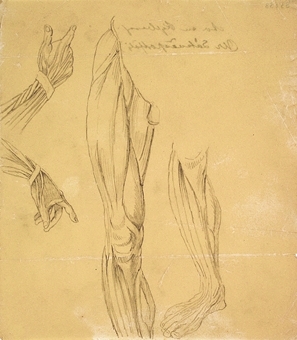 Bilden föreställer detaljer från benens och händernas muskler.
Pappret är vikt flera gånger. Osignerad, men kan vara av en Kylberg.