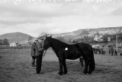 Hingsteutstilling på Stampesletta. Hingsten "Fundin" 3 pr.
