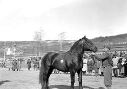 Hingsteutstilling på Stampesletta.