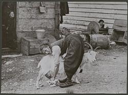 Hardanger, Haukelisæter (En Gjed melkes) [Fotografi]