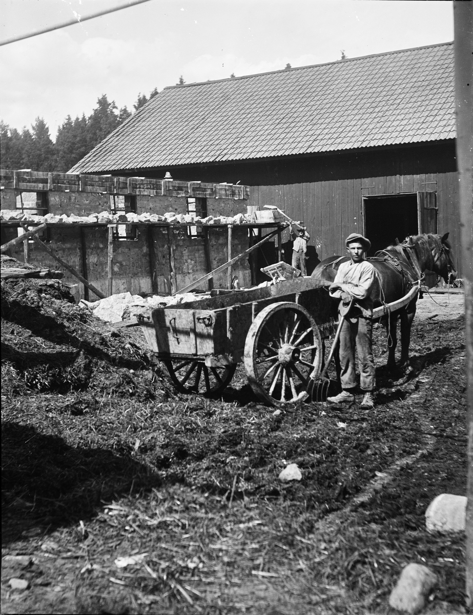 Arbete på nya ladugården i Nötbacken - "arbete i gödselstaden", Altuna socken, Uppland 1926