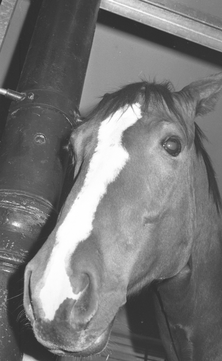 To politimenn og hest ved festningsmur.
På hesten politikonstabel Ragnar Kivle.
På bakken rytterkorpsets sjef Andreas Trudvang.