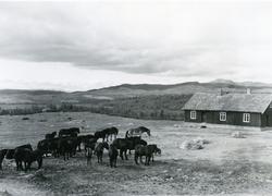 Hestefølge på Lenningen, Valdres.