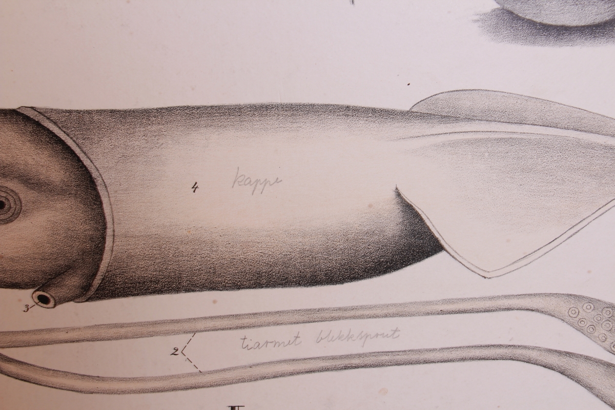 Detaljer av snegler.