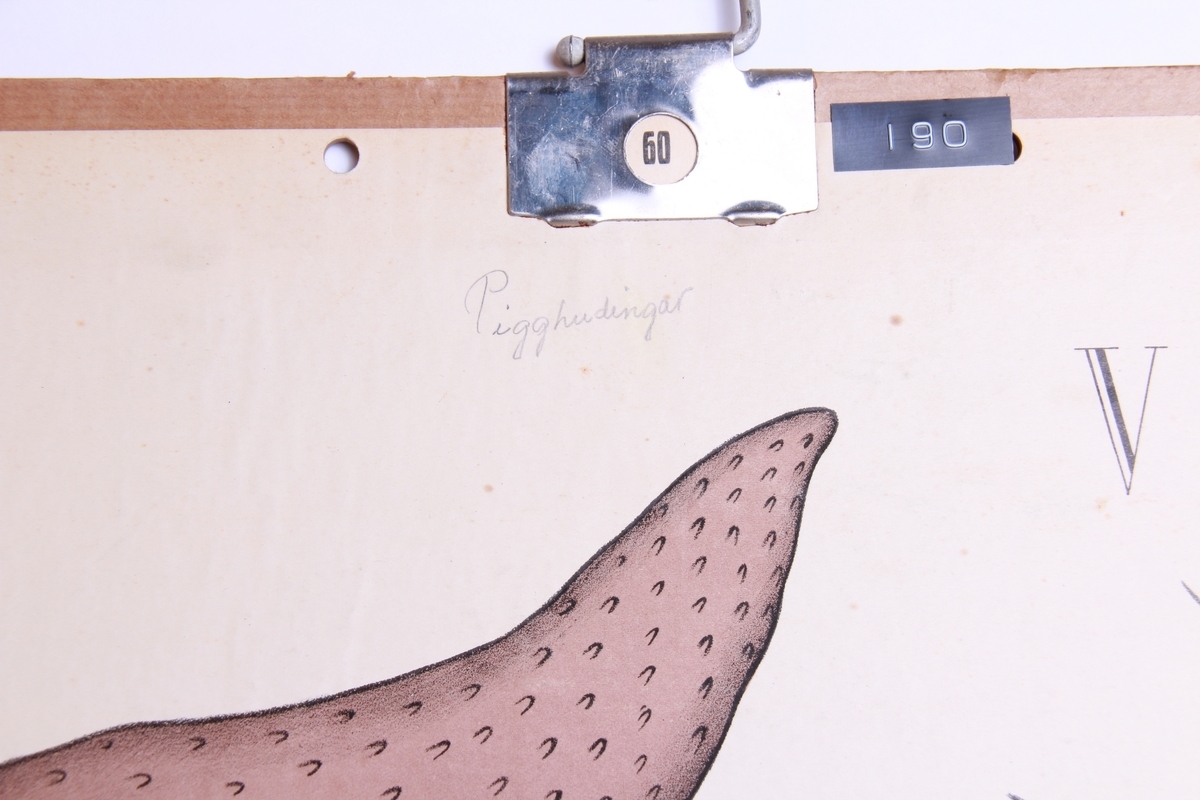 Detaljer av sjøstjerner.