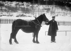 Kresten Holens hoppe  06.03.1914, mann med hest