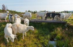 Geiter. Geit. Geitehold. Husdyr. Fra Tørresvangen, Tynset, H