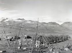 Reinslakt på Valdresflya.