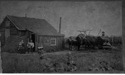 Farm med okser og bolighus.
Nybyggarfarm i Amerika.