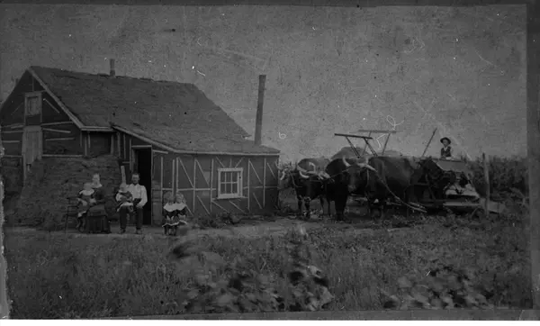 Farm med okser og bolighus.
Nybyggarfarm i Amerika.