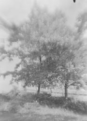 Ringebu. Hage med store lønnetrær