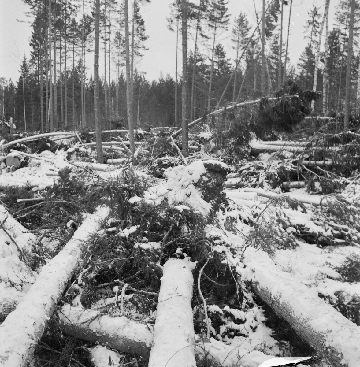 Omkullblåst skog i Söderfors, Söderfors socken, Uppland, januari 1954