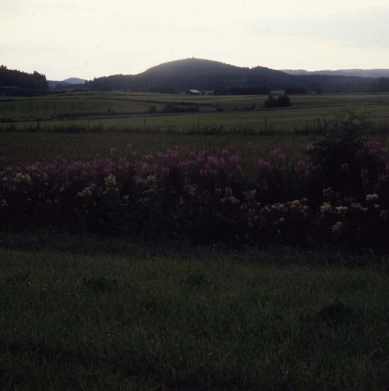 Blommande mjölkört och älggräs i Flästadalen. Här med Bullerberget i bakgrunden en kväll i juli 1985.
