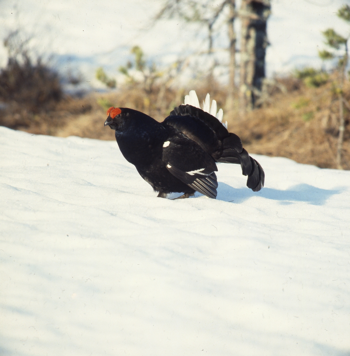 Orrspel på snö, Degelnmyren någon gång mellan 1979 och 1982.