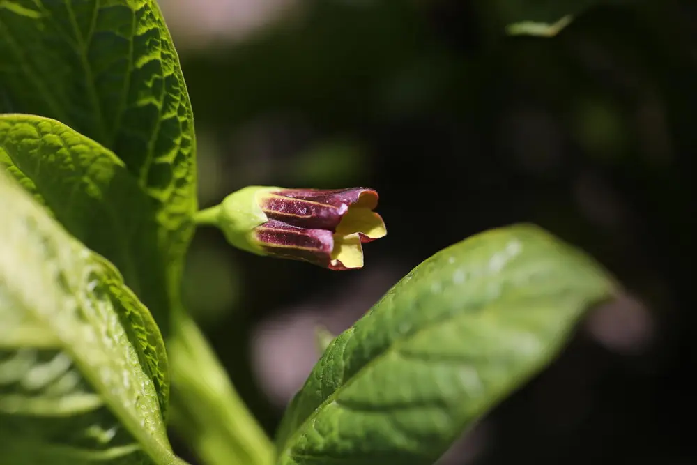 Galnebær har mørkerød, klokkeformet blomst og tykke, store blader.