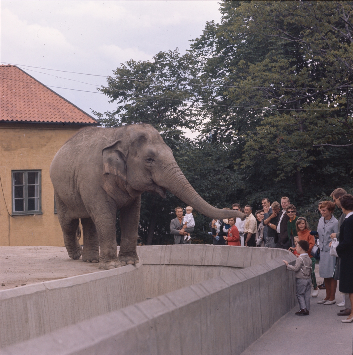 De Asiatiska elefanterna vid elefanthuset på Skansen. Barn och vuxna besökare.