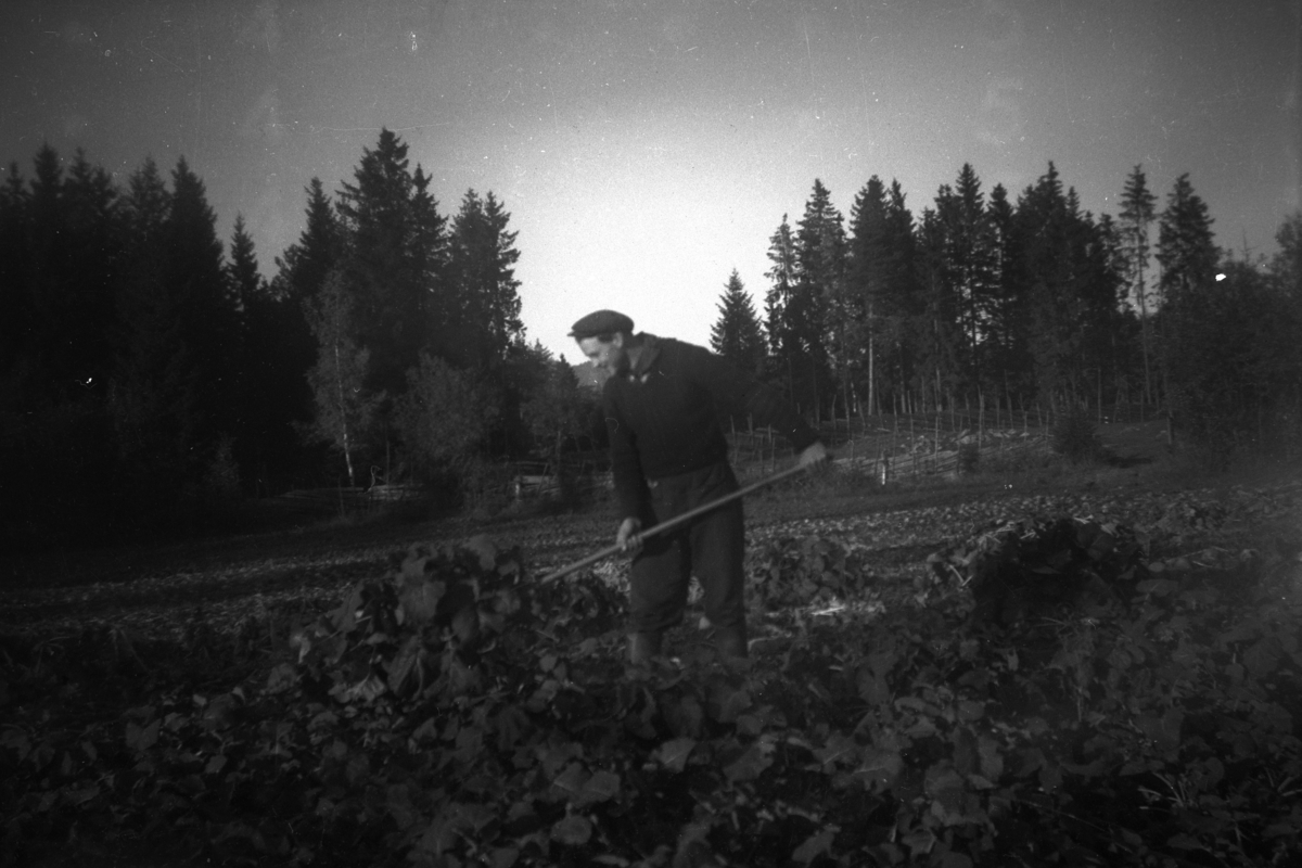 Sverre Pettersen. Innhøsting av kålrot, topping av graset. Åstad gard, Ring. Gnr. 365, bnr. 1-9.