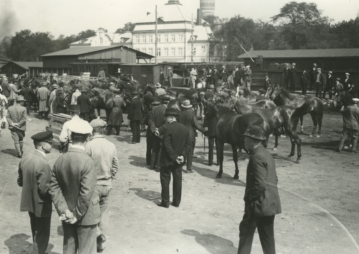 Kronans inköp av hästar vid Kalmar Centralstation omkring 1935.