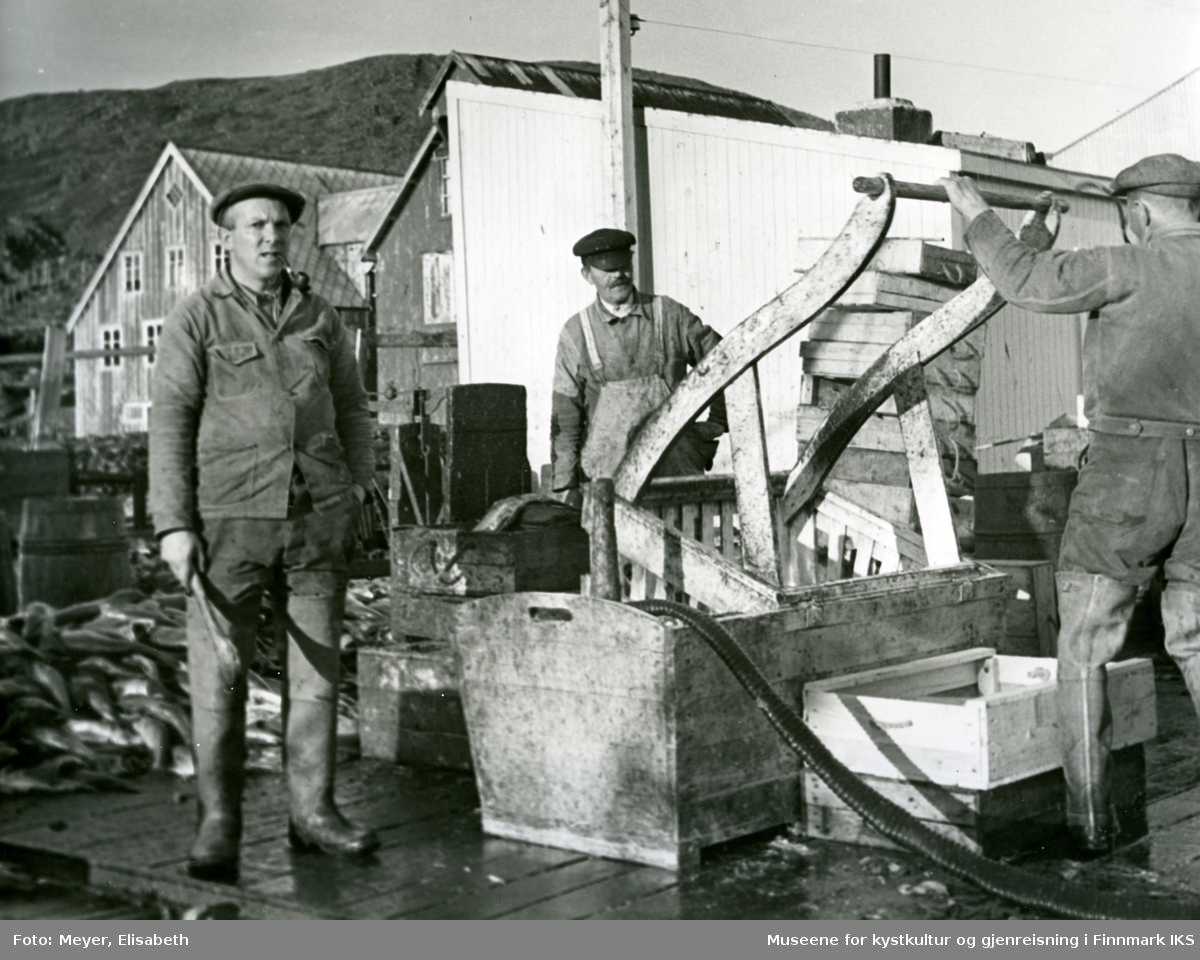 Vasking av sei i en skyllekar på kaia i Honningsvåg. Bak med mørk lue Georg Nilsen, til venstre Eilif Andreassen. 1940.