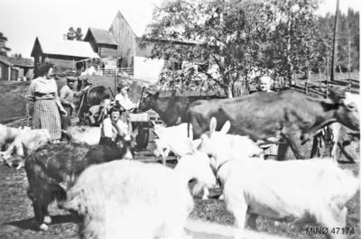 På flyttefot til setra. Lars Engetrøen kjører hest, Greta sitter på lasset, Gudrun og Tove Oddveig i dyreflokken. Ca. 1959.. Foto/Photo