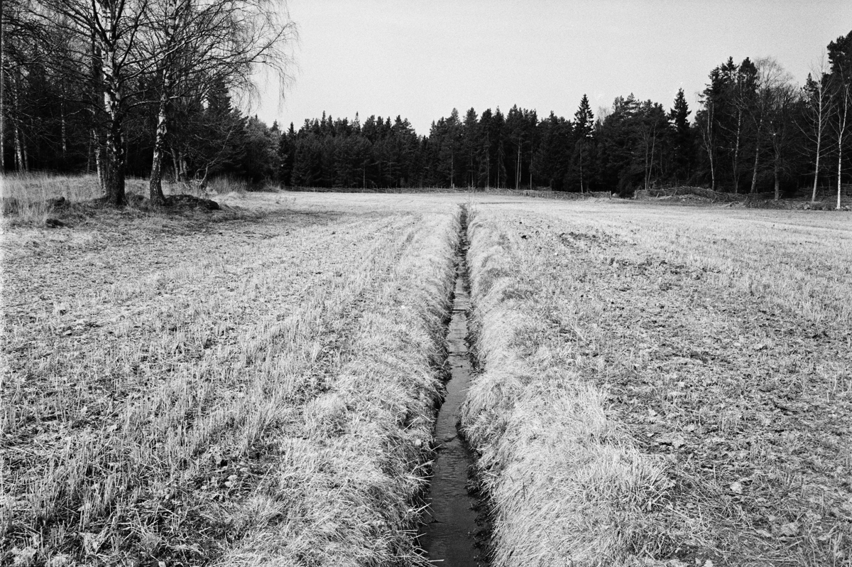 Landskapsvy, Lönnholmen, Gräsö, Uppland 1994 - 1995