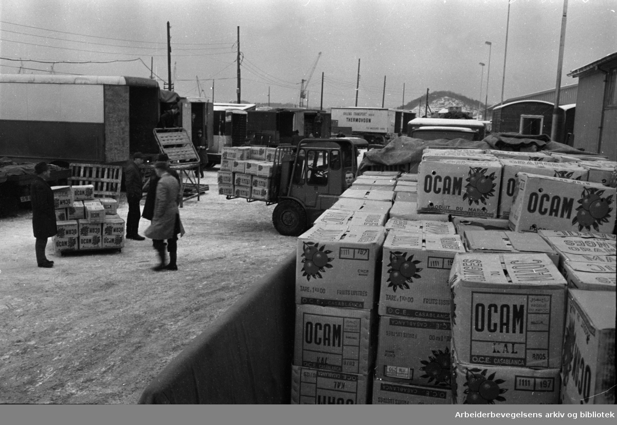 Havna. Lastebilsjåfører fra nesten hele landet i arbeid for å bringe appelsinene hjem til sitt distrikt . Desember 1967