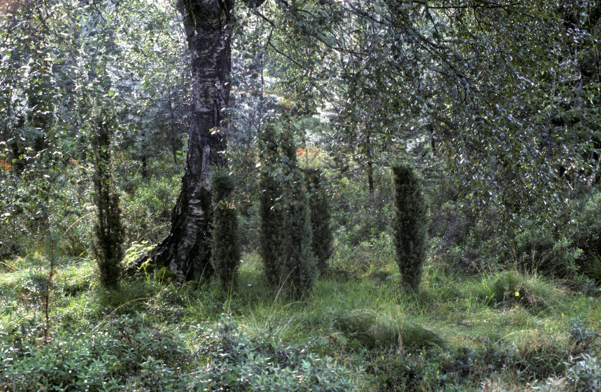 Søyleeinere på grasmark under ei eldre, vidgreinet bjørk.  Fotografiet er tatt på Vestlandet, antakelig i Kaupanger-området i Sogndal i Sogn og Fjordane. 