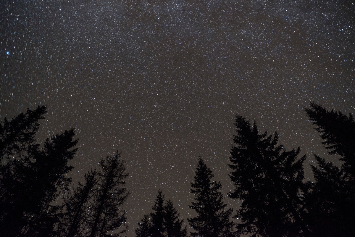 Stjernehimmel over granskog i Telemark 1. oktober 2013.  Fotografiet er tatt mot nattehimmelen med ei lukkertid på 97 sekunder.  Denne lukkertida er ikke lengre enn at stjernene framstår som lysende punkter. 