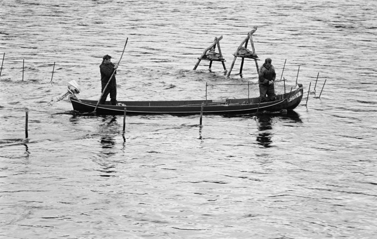 Askak og Per Varsi setter ut stengsler som skulle brukes i posegarnfiske – buoððu – etter laks i Tana (Deatnu) i Finnmark.  Akkurat denne stengselsplassen – joddosadji – ligger like sør for bygdelaget Sirma.  Karene arbeidet fra en av de lange, smale elvebåtene som ble brukt i dette vassdraget.  Aslak sto i akterenden av båten og holdt den i posisjon ved hjelp av en båtshake, mens Per sto i baugen.  I hendene holdt Per ei garnbetrukket treramme som skulle plasseres mellom staker som var drevet ned i elvebotnen og trefotete stativer med steintyngsler, som ble brukt der det ikke lot seg gjøre å få stakene så godt ned at de sto støtt i strømmen.  Slike rammer hadde en ledegjerdefunksjon.  Fisken ble, som antydet, fanget i posegarn noe lengre nede.  Denne fiskemåten ble praktisert i sommersesongen, på lavere vannstand og med roligere strømforhold enn under vårflommen i elva.  Fotografiet er tatt på St. Hansaften i 1975. 