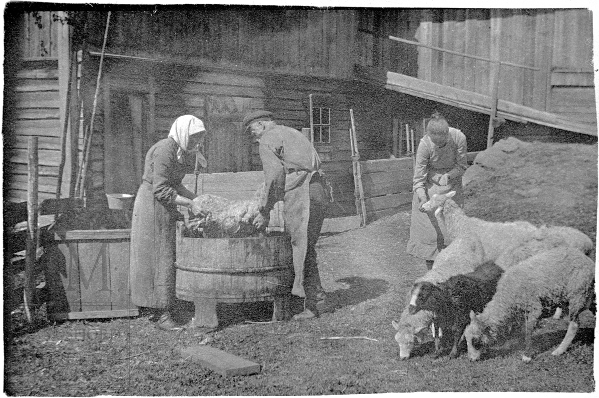 Søsknene Marte Knotterud og Nils Knotterud vasker sau, lauer sauen, foran en låve. Joran Knotterud står ved siden av med sau.
