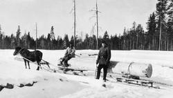 Tømmerkjøring i Nordvest-Russland tidlig på 1900-tallet.  Fo