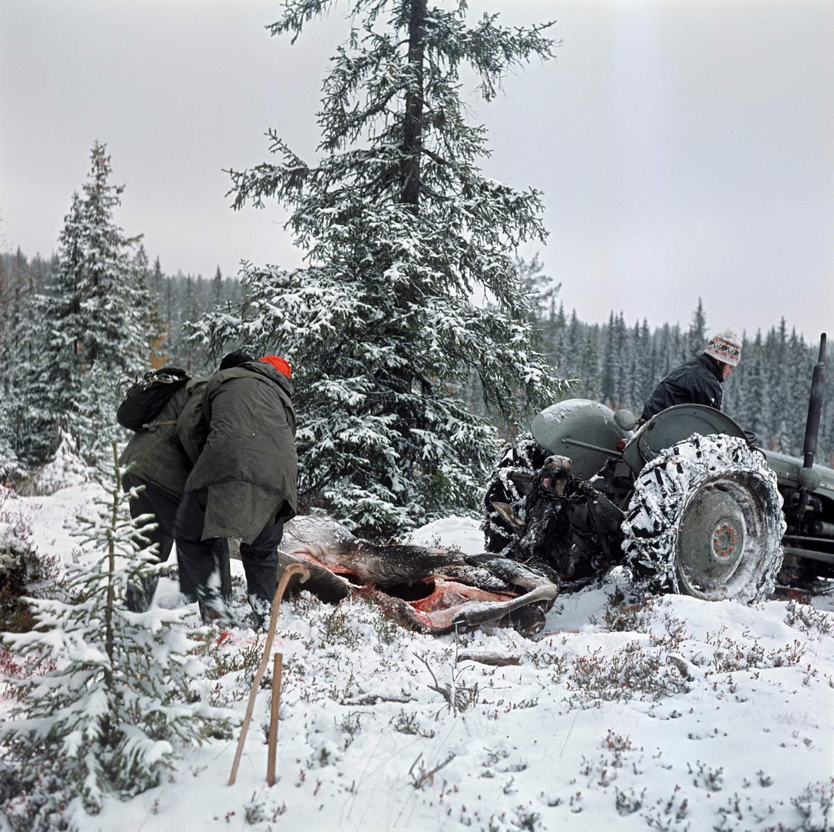 Transport av utvommet elg under elgjakta i Slemdalen i Nordre Osen (Åmot kommune i Hedmark) høsten 1977.  Elgen ble slept på ryggen på den snødekte marka med en traktor (Ferguson "Gråtass") som trekkraft.  Det var Geir Nomerstad som kjørte traktoren.  Bak elgen provde to jaktkledde menn å få den til å ligge riktig, før traktoren satte seg i bevegelse.  Bildet er tatt i et forholdsvis åpent parti i en skog der gran var dominernde treslag.