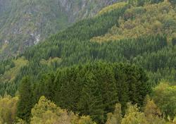Vestlandsk fjellside med betydelige innslag av plantet grans