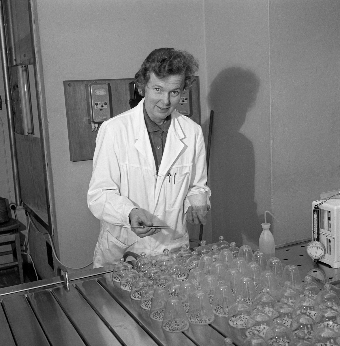 Laborant Gerd W. Sæther (1921-2017) i arbeid ved Skogfrøverkets laboratorium.  Fru Sæther ble ansatt som laborant ved Skogfrøverket i 1961, mens Charles D. Kohmann fortsatt var bestyrer.  Hun deltok ivrig i internasjonalt faglig samarbeid i organisasjonen ISTA (International Seed Testing Association), og drev laboratoriet på en samvittighetsfull måte fram til hun ble pensjonist.  Gerd Sæther lærte sjøl opp sin assistent, Aggi Høstmælingen, og sin etterfølger, Aud Jovall.  Dette fotografiet ble tatt i 1967.  Gerd Sæther sto ved et av Skogfrøverkets spirebord med lokk av stål og spalteåpninger ned mot et underliggende, temperert vannbad.  Over disse spaltene lå det oblater med veker, som var stukket gjennom spaltene og ned i vannet.  Kapillæreffekten bidro til å holde oblatene fuktige.  På dem lå det et tilfeldig utvalg, men et bestemt antall, frø under glassklokker.  Disse skulle ligge et bestemt tidsrom på spirebordet i laboratoriet, slik at man kunne antyde en spireprosent for frøpartiet.  Dette var et viktig ledd i Skogfrøverkets kvalitetssikringsarbeid.
