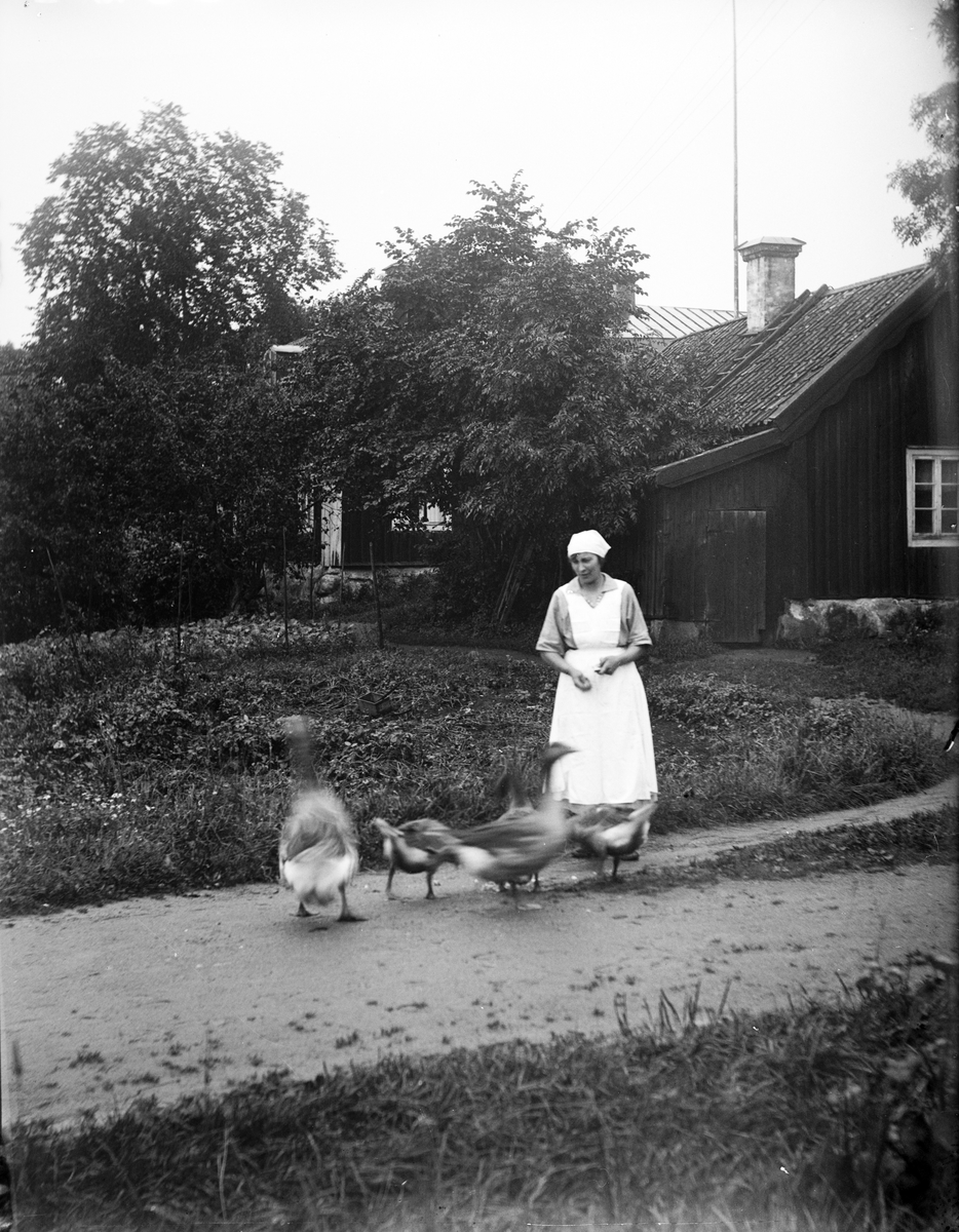 "Fru Ljung med gässen", Torstunaby, Torstuna socken, Uppland 1923
