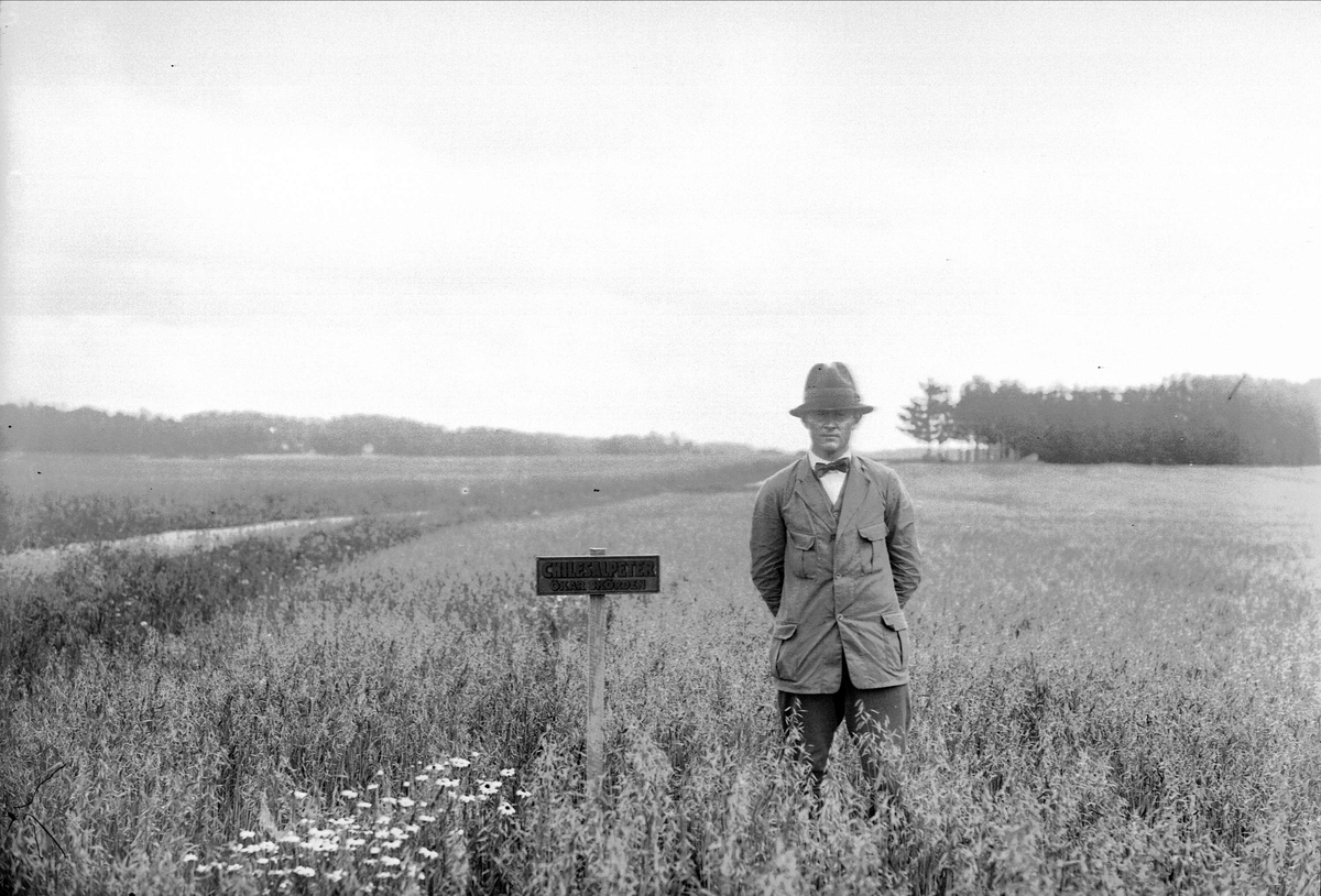 Man i sädesfält vid skylt med reklam för konstgödsel, 1925