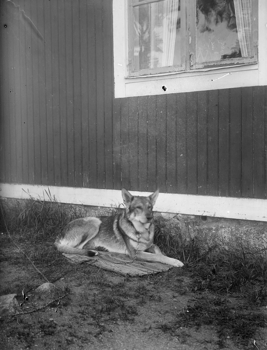 Nelly Granbergs hund "Tello" vid Brunnby skola, Altuna socken, Uppland 1926