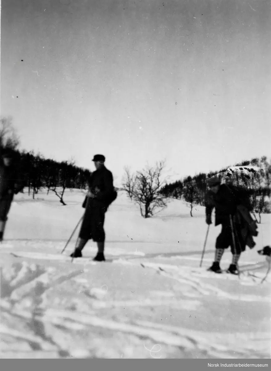 Skiløpere i landskap med fjellbjørk.