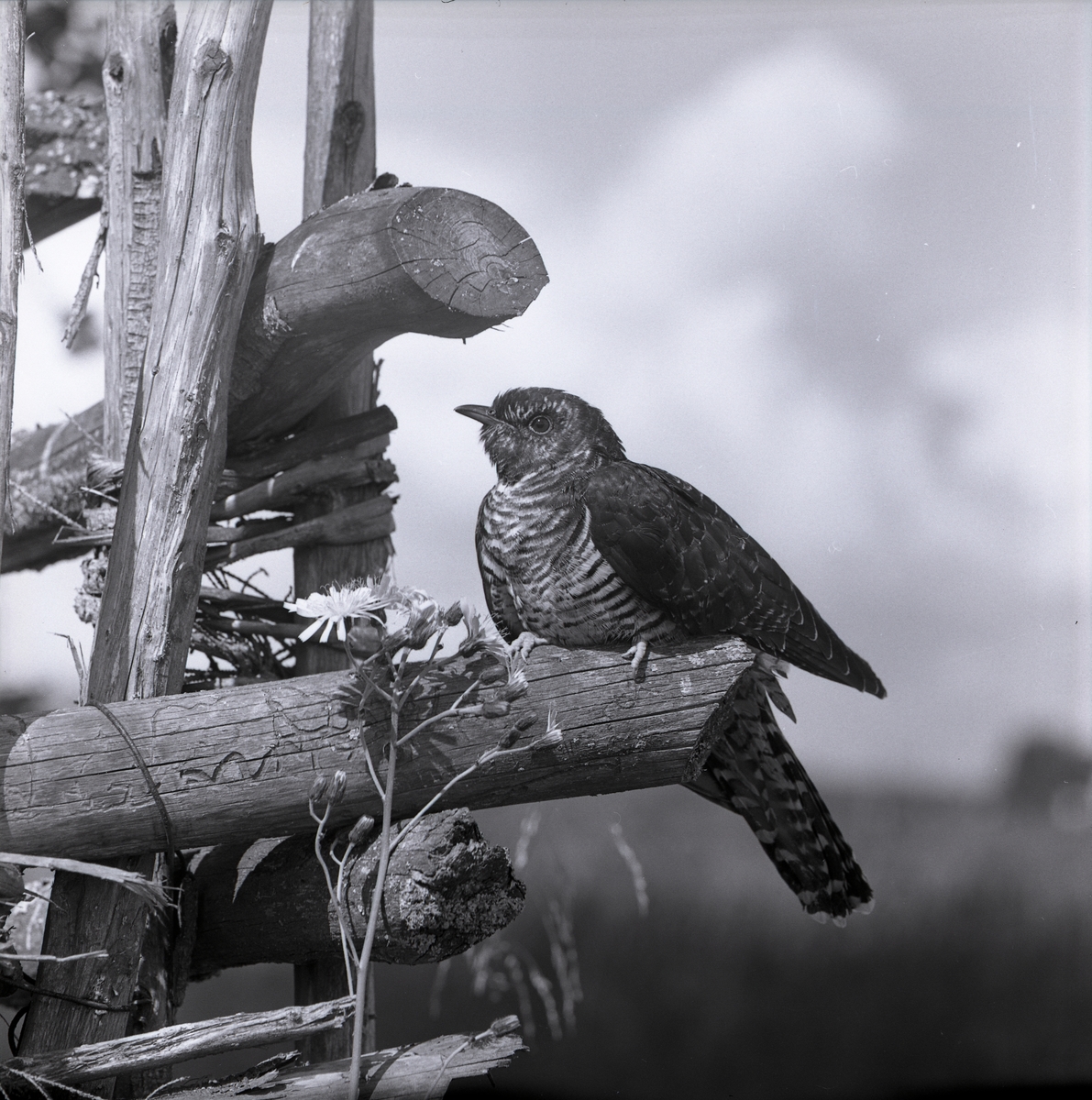 En gök sitter på en av pinnarna i en gärdesgård, 1962.