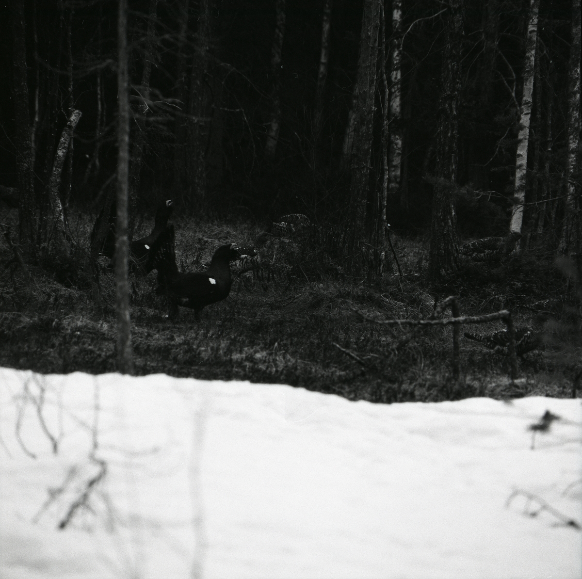 Tjäderspel vid Häggtjärn våren 1975. Delar av marken är snötäckt.