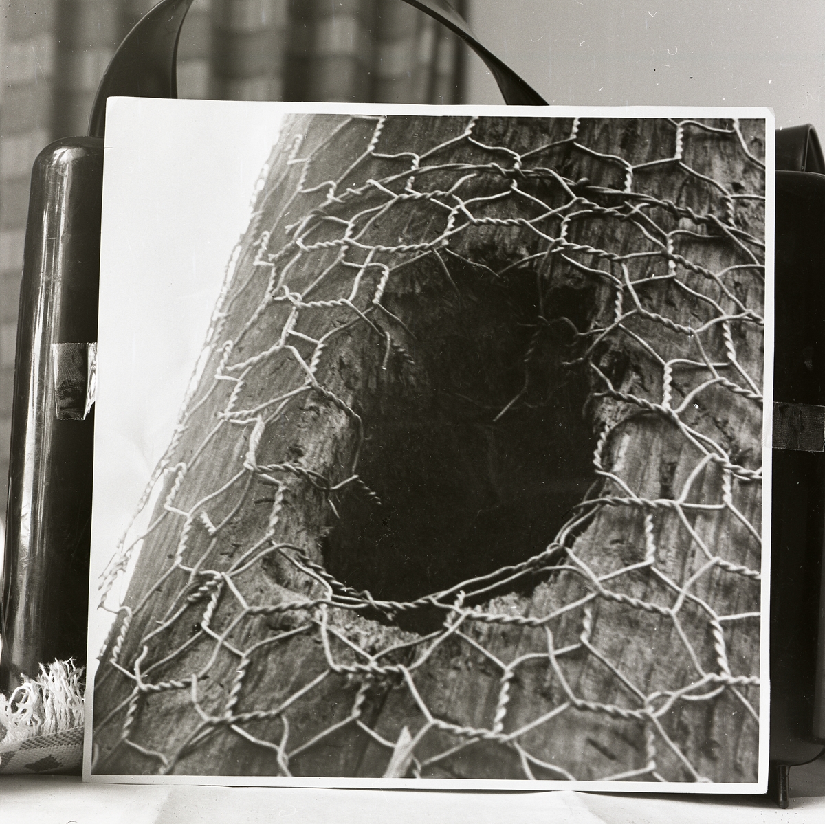 Ett hål efter en spillkråka i ett träd i Ramsjö, 1949. Hålet är täckt med nät.