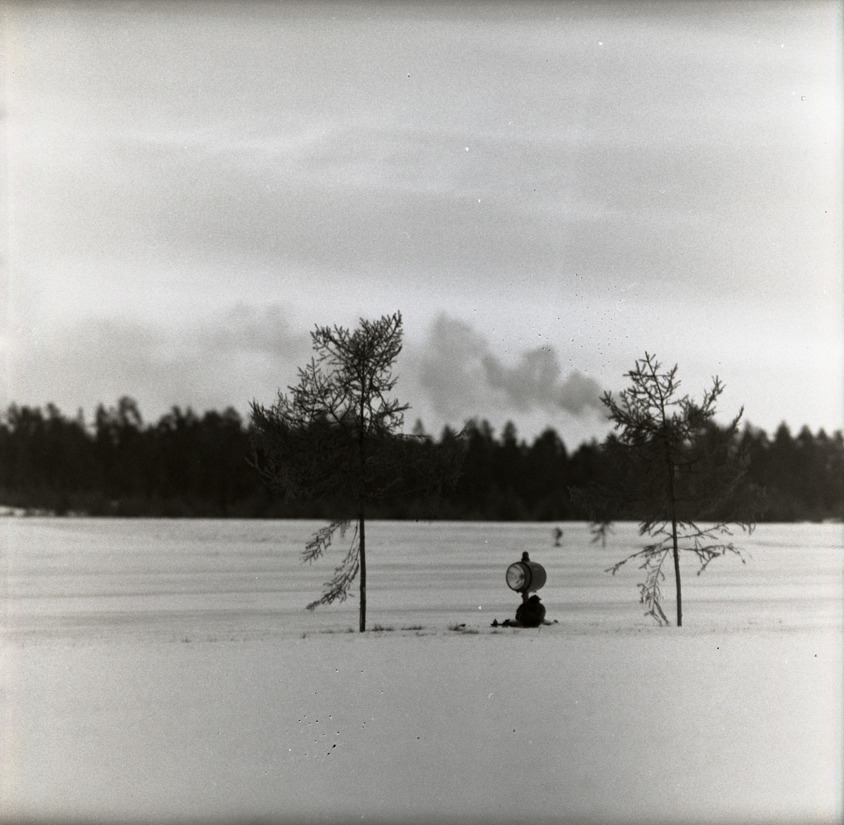 En orre sittandes vid en strålkastare mellan två träd vid F15 i Söderhamn den 4 februari 1957.