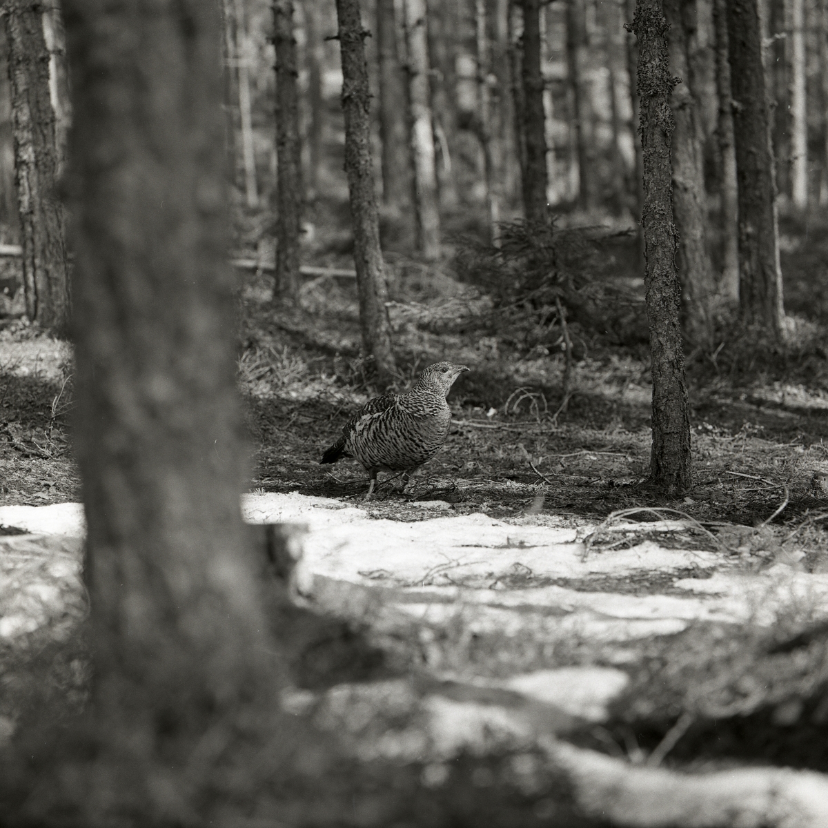 En tjäderhöna i gles tallskog i Nordanhöle den 25 april 1960.