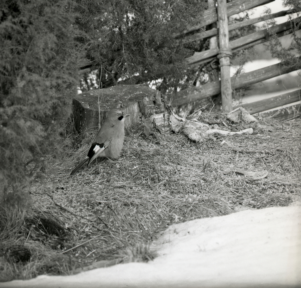 En nötskrika sitter vid en stubbe i mars 1973.